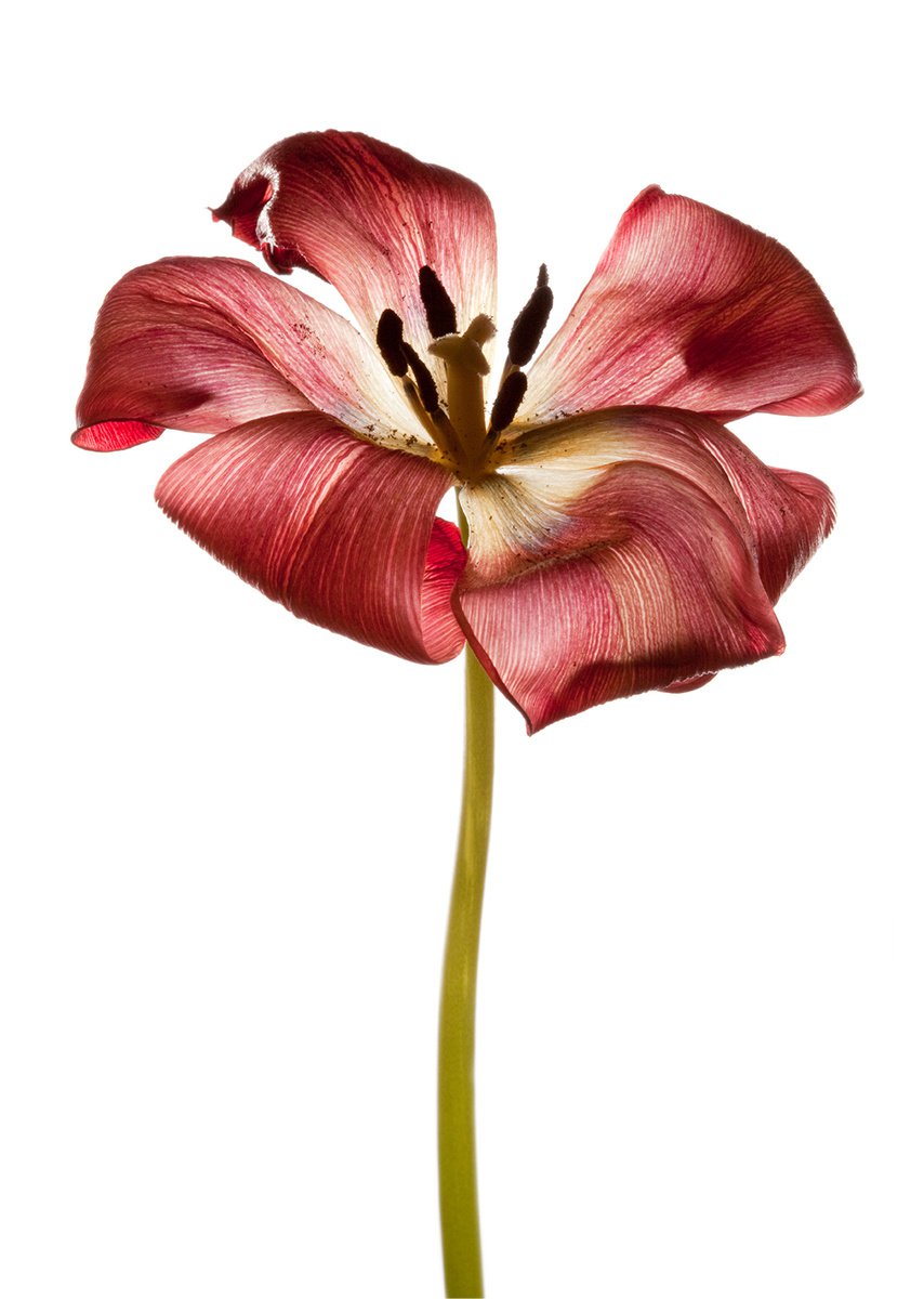 Red Tulip by Kate Kuzminova