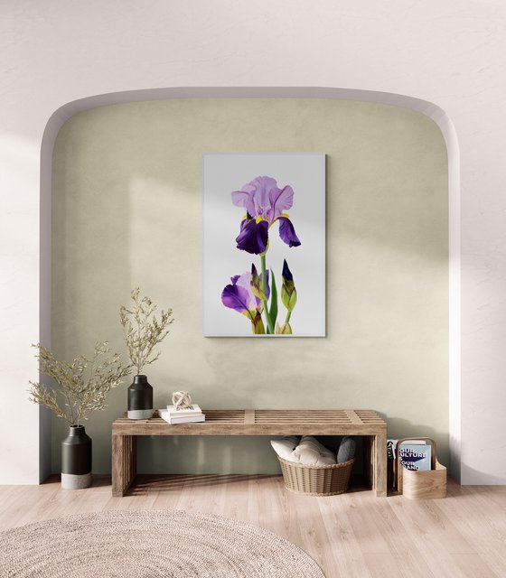 Iris flower spring, garden, botanical