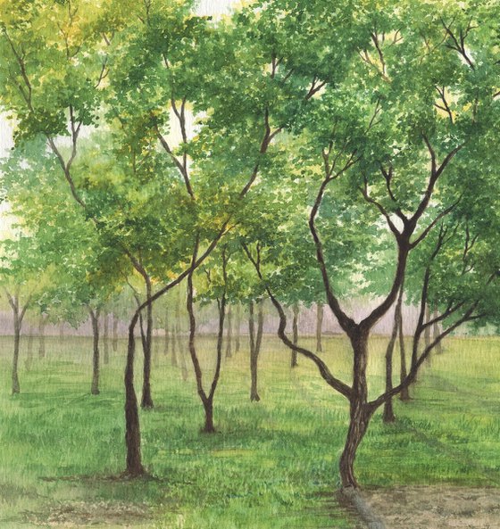 Mahogany tree grove