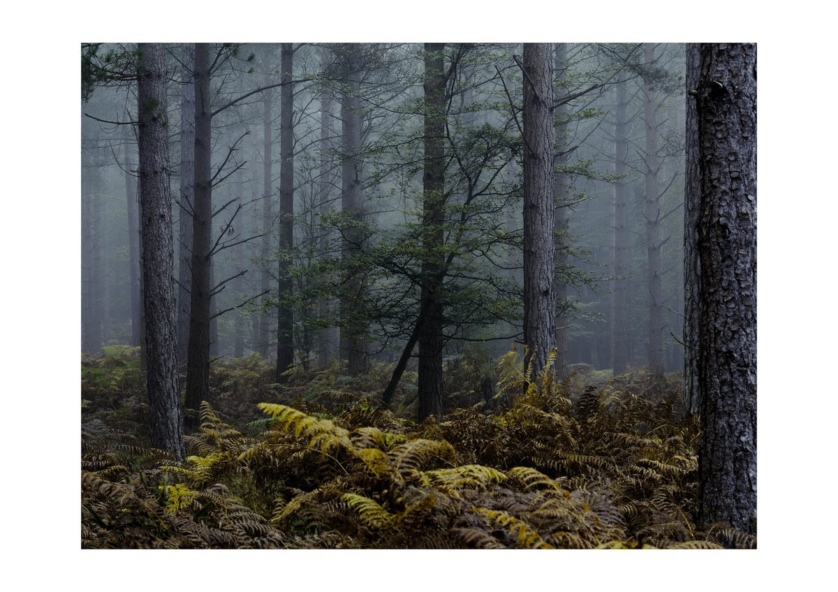 Forest Deep I by David Baker