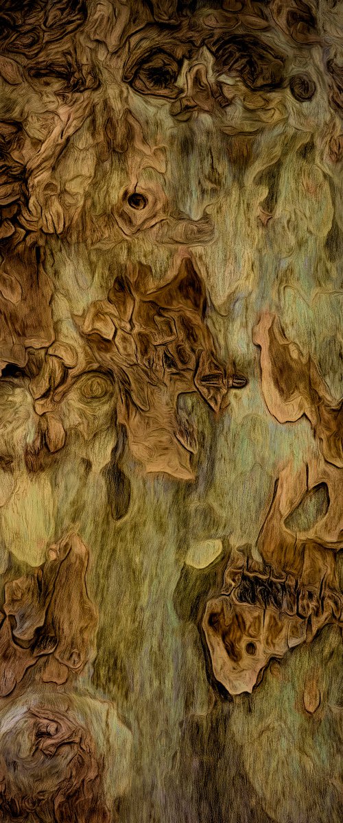 Plane Tree Bark by Martin  Fry