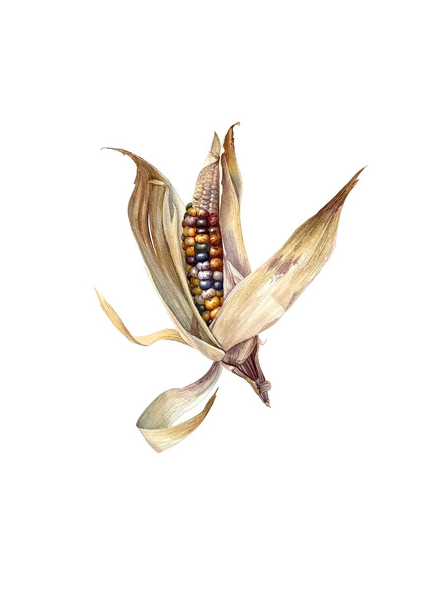 Photorealistic Watercolour , Colored Corn Painting By Yuliia Prokopchuk, 11 X 15, Artwork For Sale On Artfinder