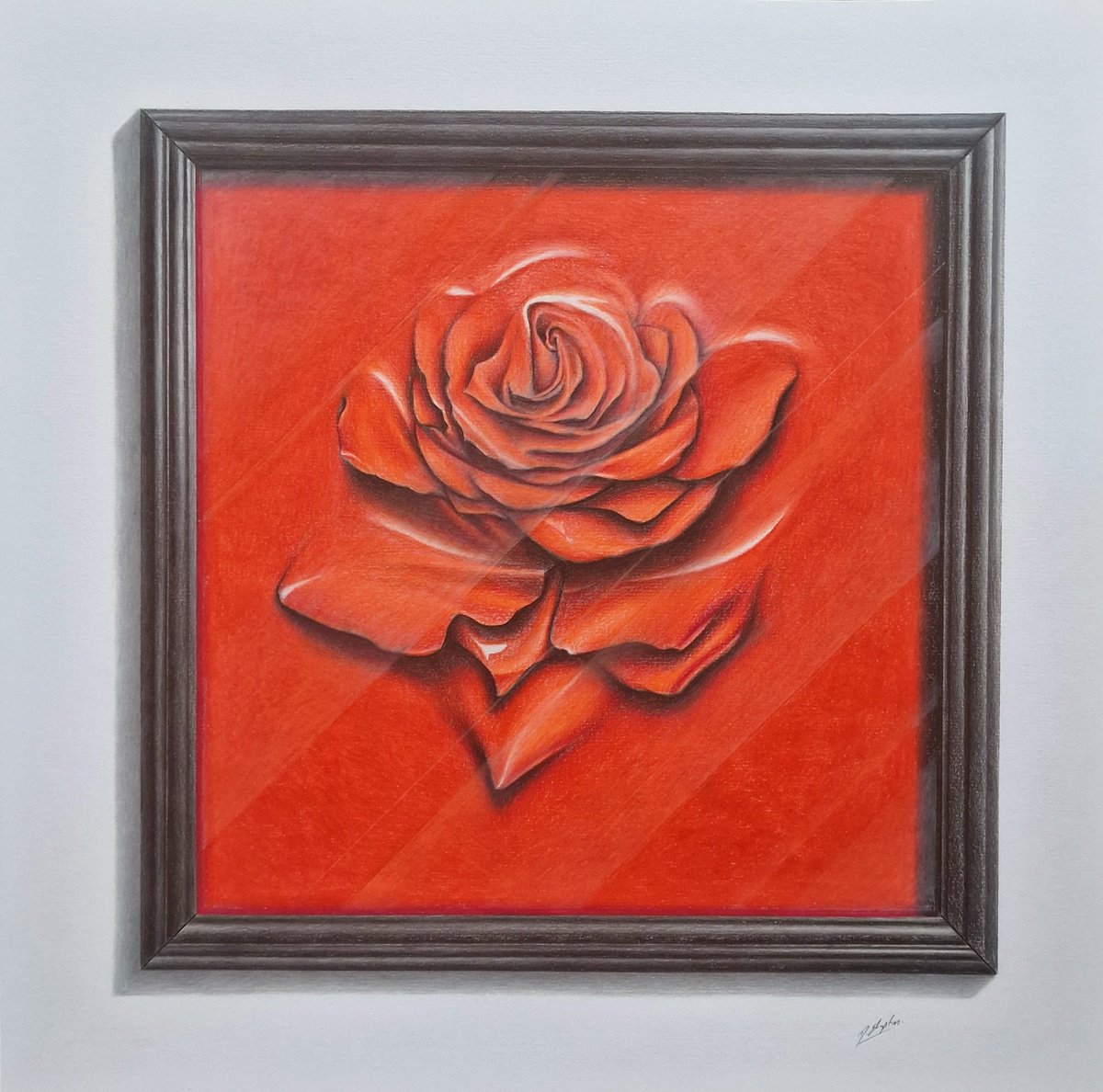 Photorealistic Botanical Pencil Drawing By Daniel Shipton, 16 X 16, Rose Behind Glass Within A Frame, Original Artwork