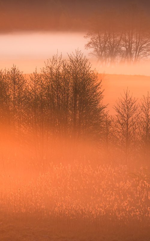 Bathed In Mist by Kamila Wiśniewska-Hałka