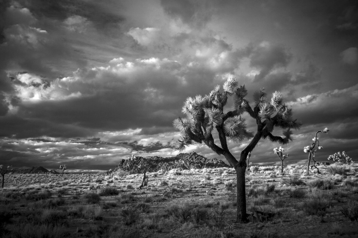 Photorealistic Photograph , Sunset Joshua Tree By Mark Hannah, 36 X 24, Artwork For Sale On Artfinder