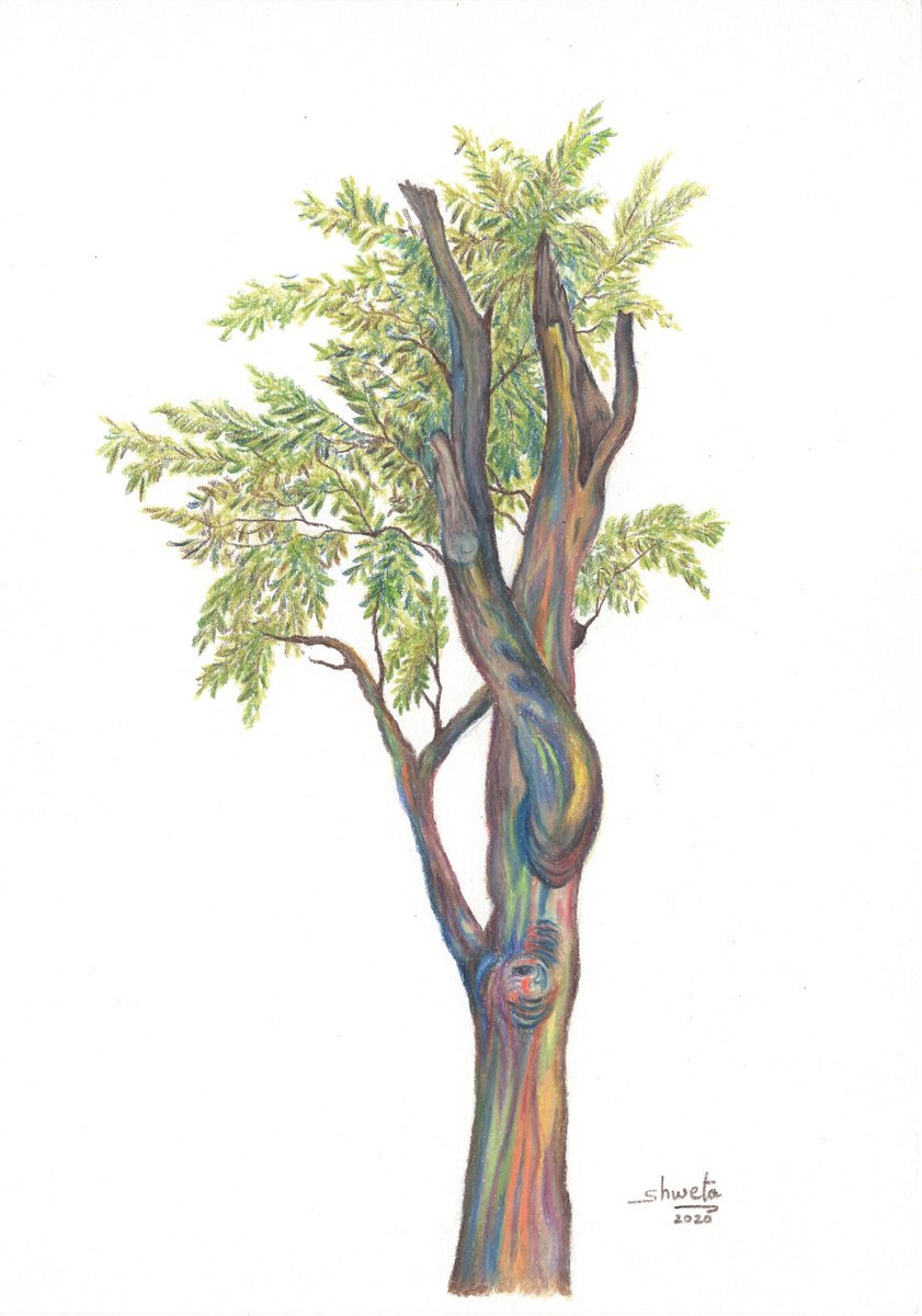 Rainbow Eucalyptus Tree Drawing by Shweta  Mahajan
