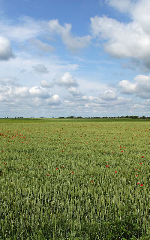 Wheat field by Sonja  Čvorović