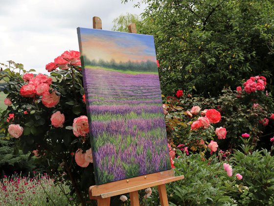 Sunrise on the lavender field