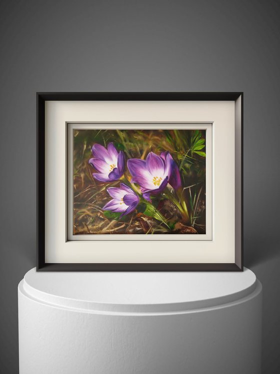 Purple Crocus Flowers