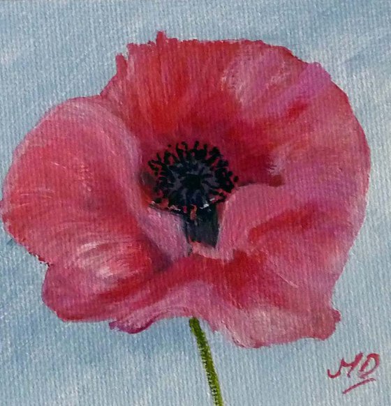 Pink Poppy