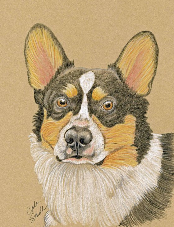 Pet Dog Welsh Tri-Color Corgi Art Original Drawing-Carla Smale