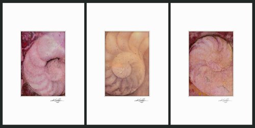 Nautilus Shell Collection 6 - 3 Small Matted paintings by Kathy Morton Stanion by Kathy Morton Stanion