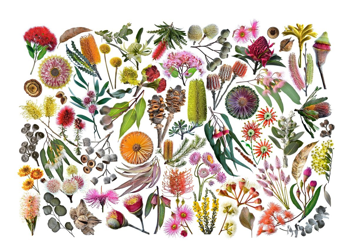 Botanical Photograph By Nadia Culph, 39 X 28", Flower Of Choice, Original Artwork