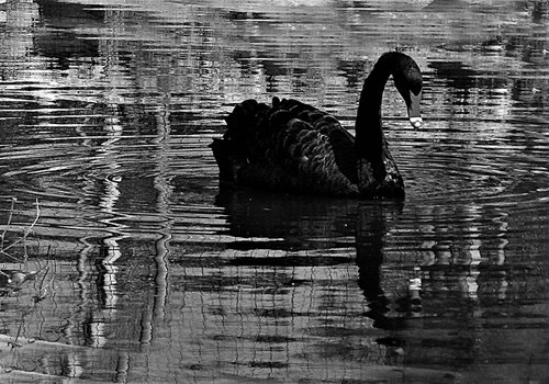Black Swan by Nektaria G