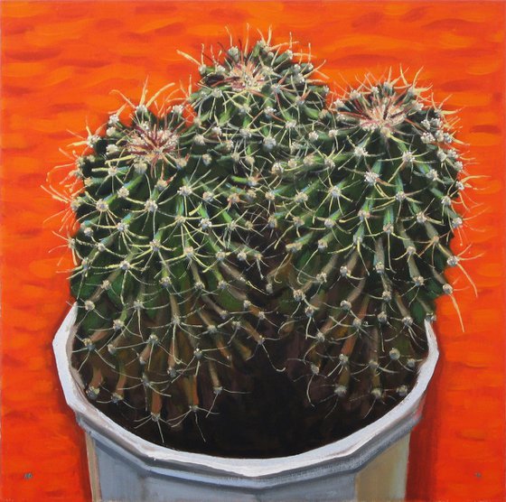 Cactus against an Orange background