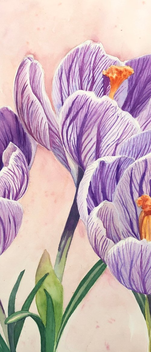 Crocus by Krystyna Szczepanowski