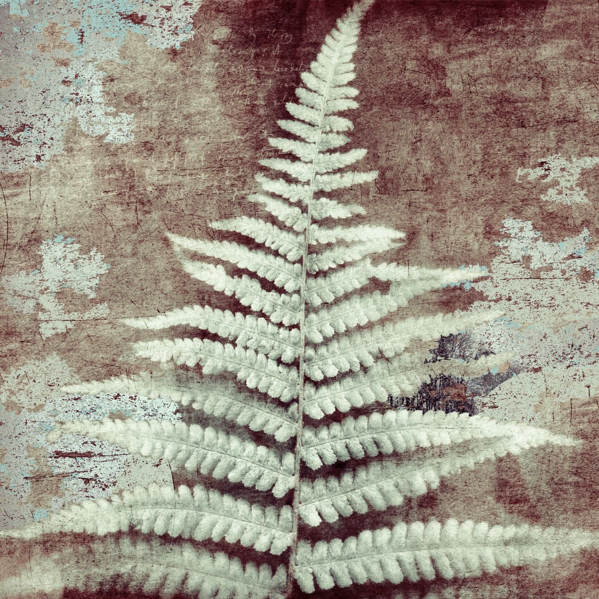 Ancient Fern closer to Cold by Nadia Attura
