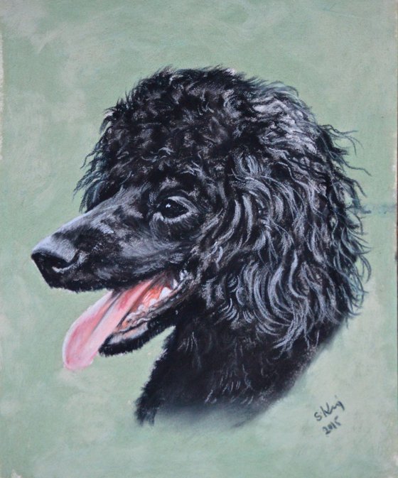 Mini black Dog Portrait  - Poodle