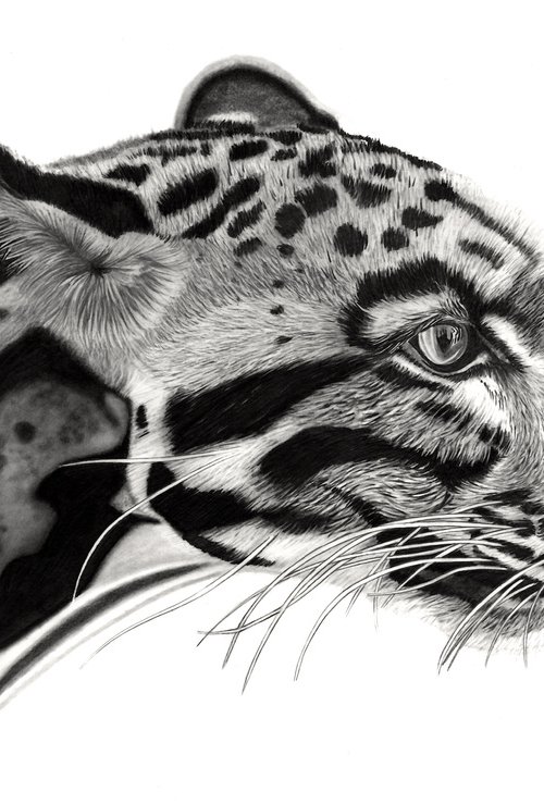 Clouded Leopard by Paul Stowe