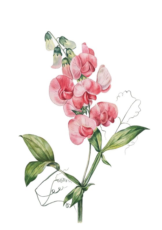 Flowering peas. My interpretation of the work  by Pierre Joseph Redoute (1759-1840).