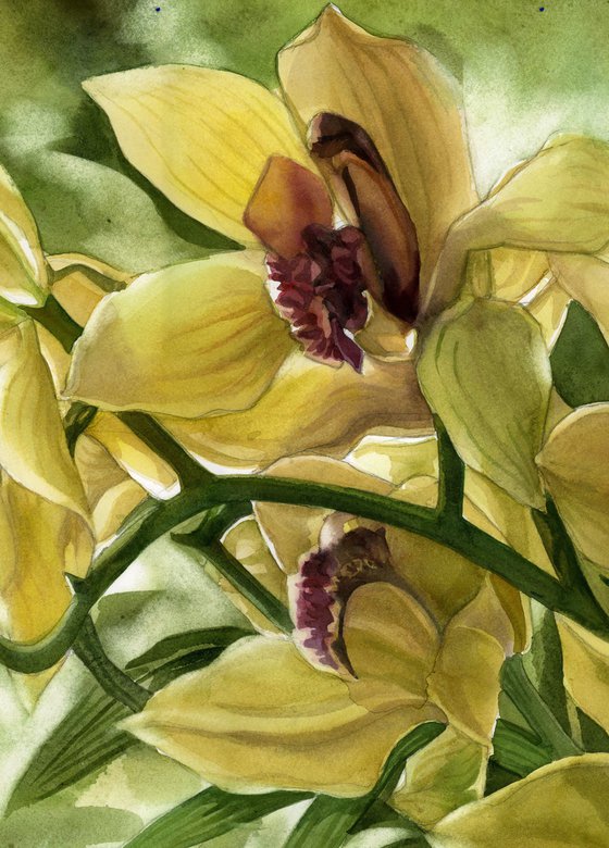 winter cymbidium orchid