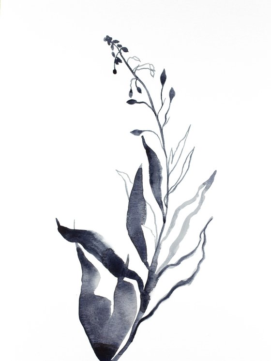 Plant Study No. 78