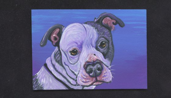 ACEO ATC Original Miniature Painting Purple Pit Bull Pet Dog Art-Carla Smale