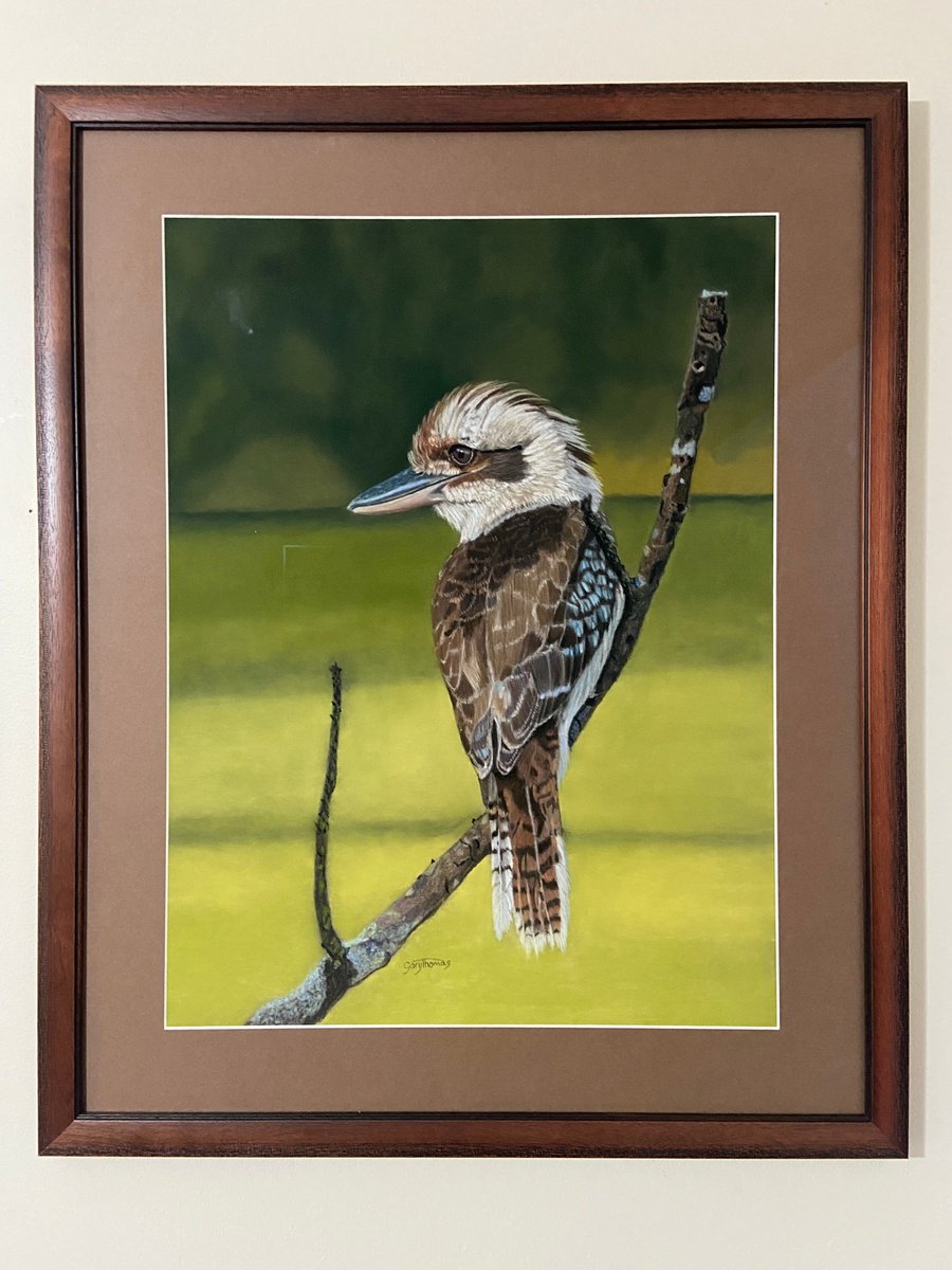 Photorealistic Animal Pastel Drawing By Gary Thomas, 24 X 30, Kooka (Framed), Original Artwork