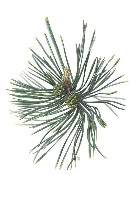 Green Pine Cones