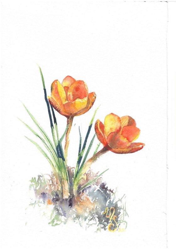 Yellow crocus