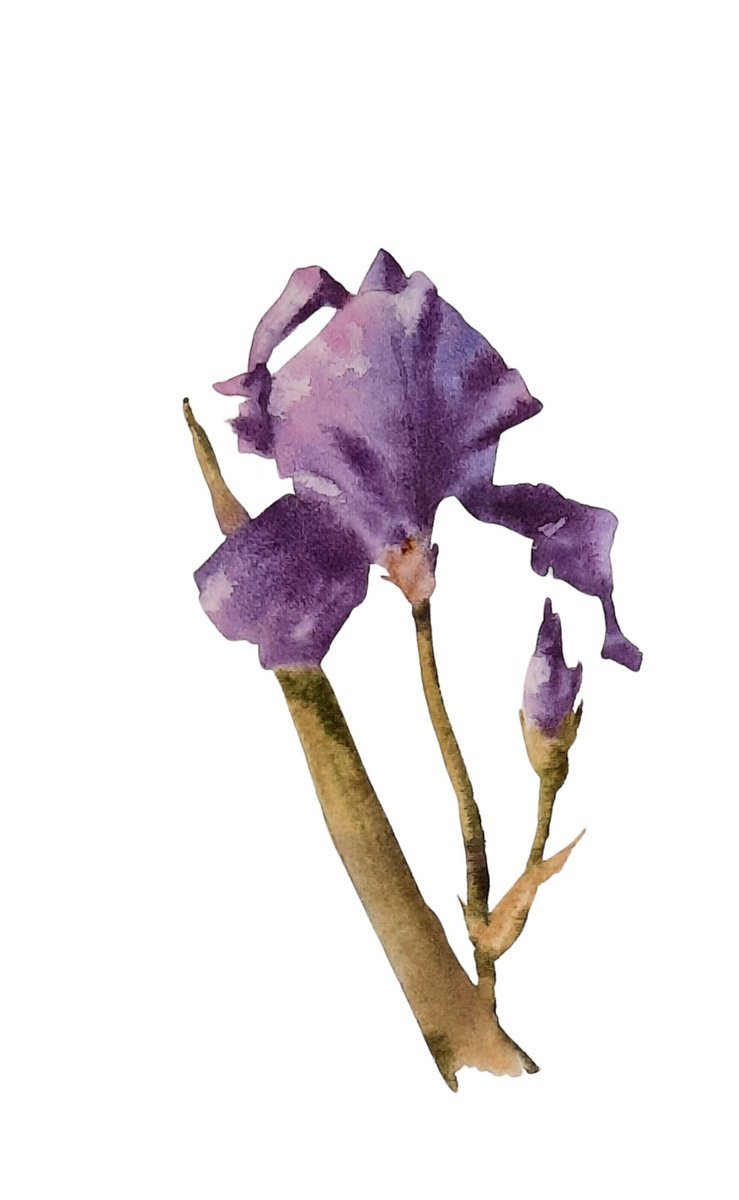 Introvet Iris - Original Watercolour  - UK Artist by Alison Fennell