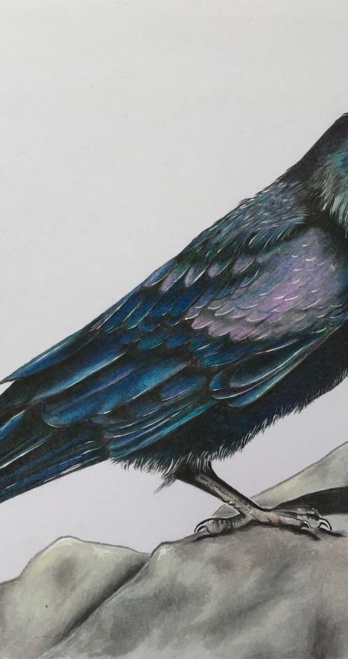 Raven by Karen Elaine  Evans