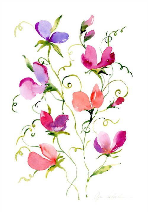 Sweet Pea watercolor by Olga Koelsch