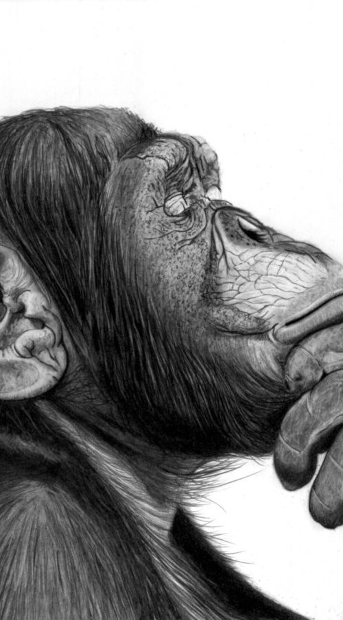 The Contemplator by Paul Stowe