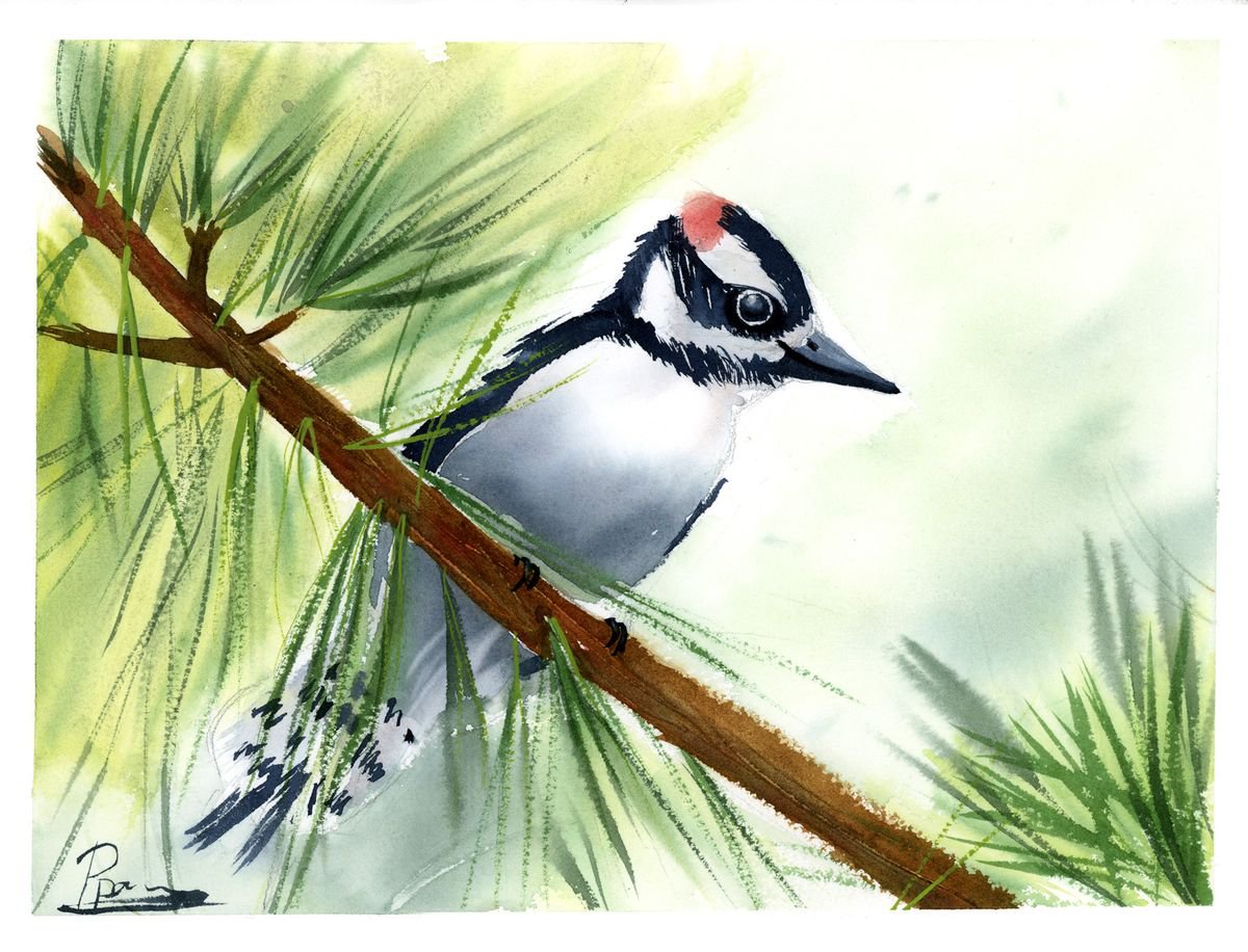 Downy woodpecker by Olga Shefranov (Tchefranova)