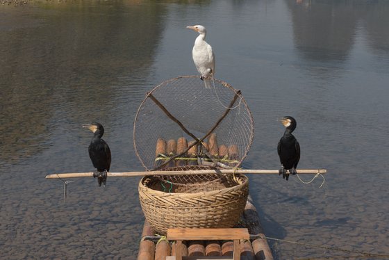 The Fisherman's Sentinels