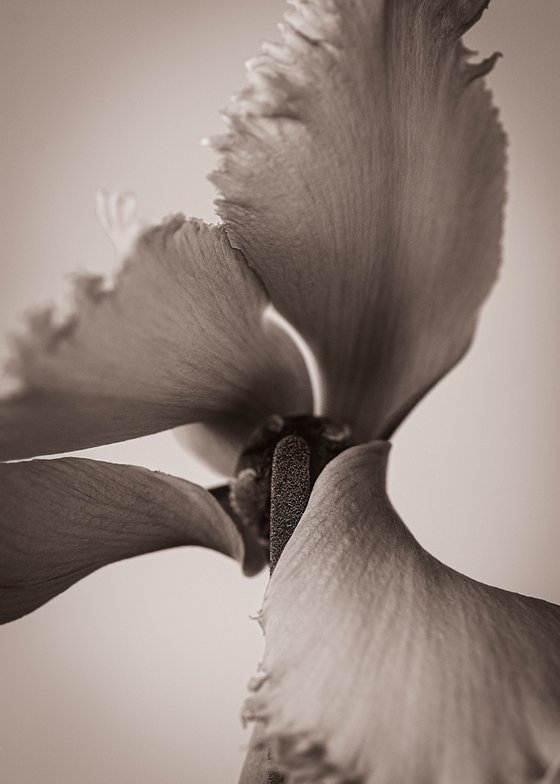 Cyclamen I