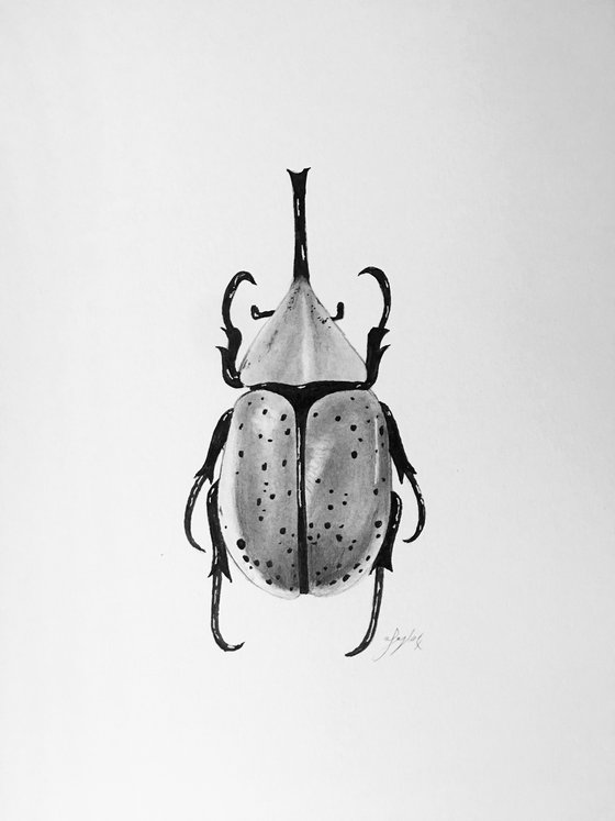 Dynastes granti rhinoceros beetle