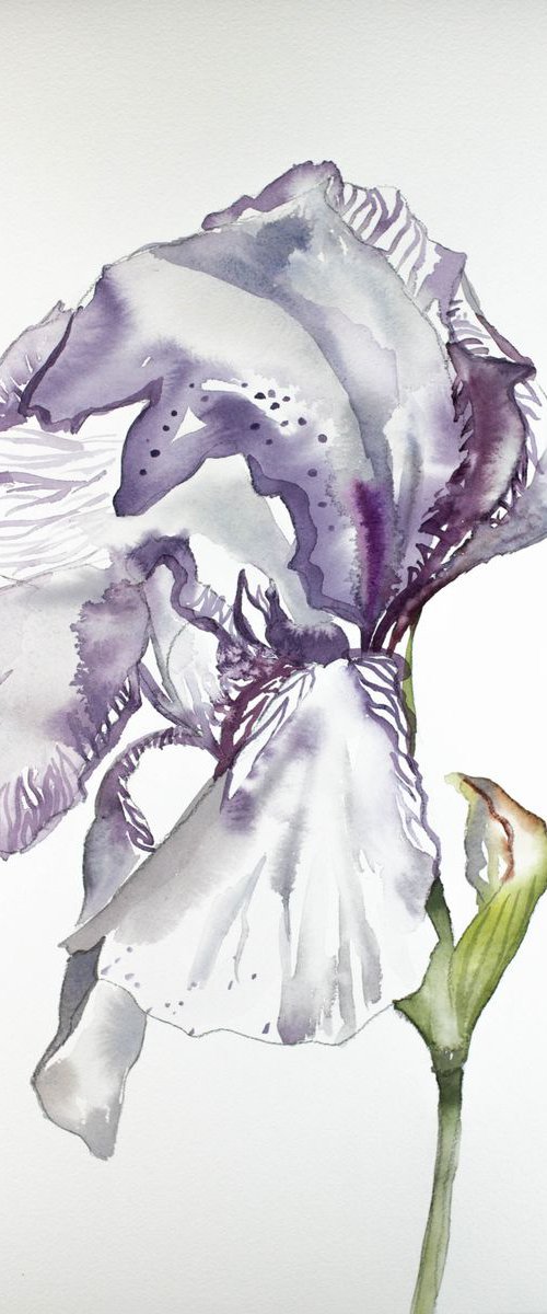 Iris No. 70 by Elizabeth Becker