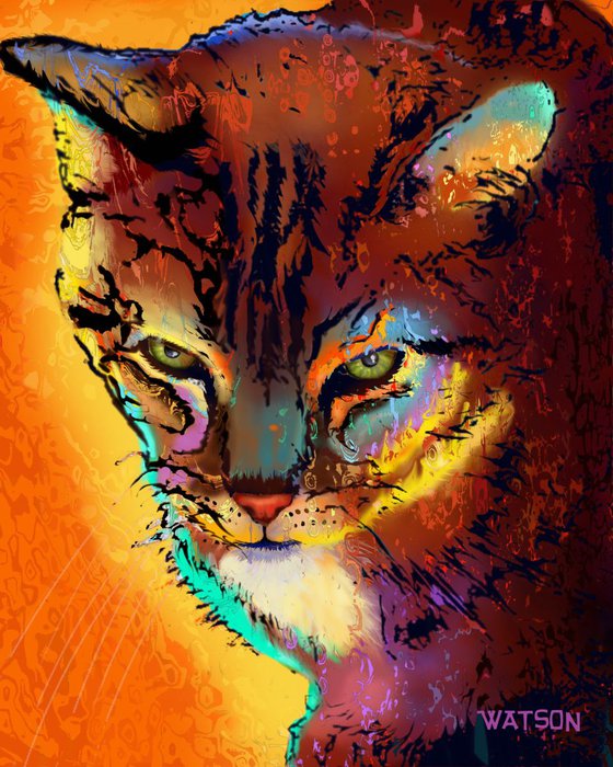 Colourful Tabby