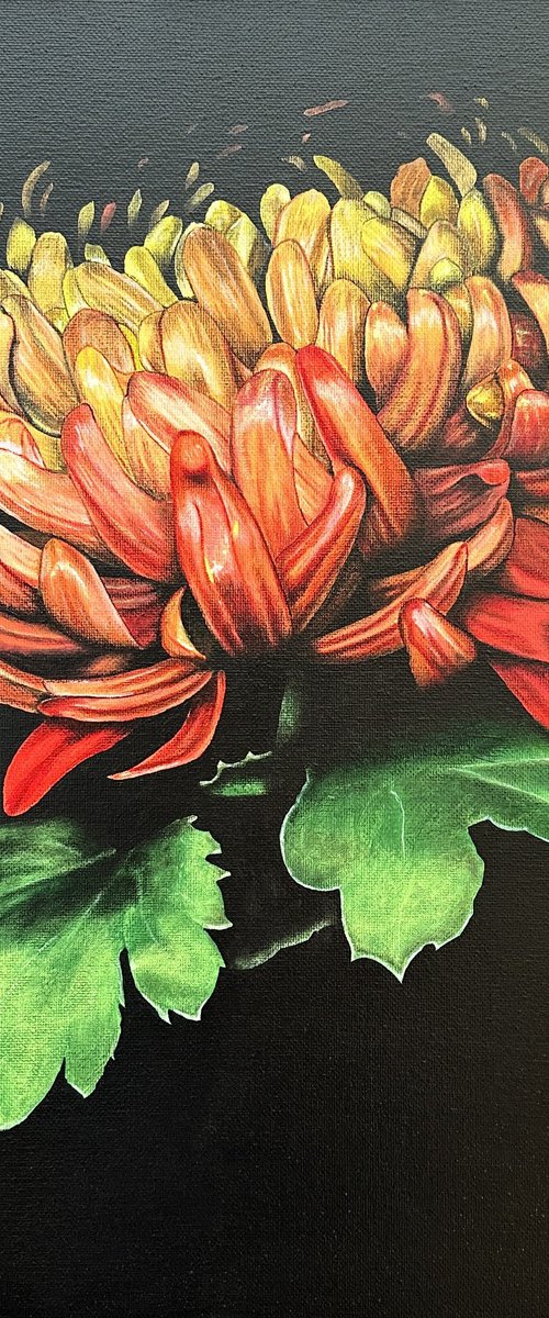 Chrysanthemum by Kaz  Jones