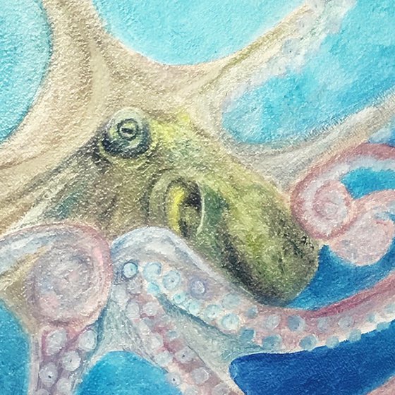 Octopus Animals collection