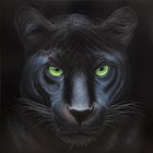 Panther