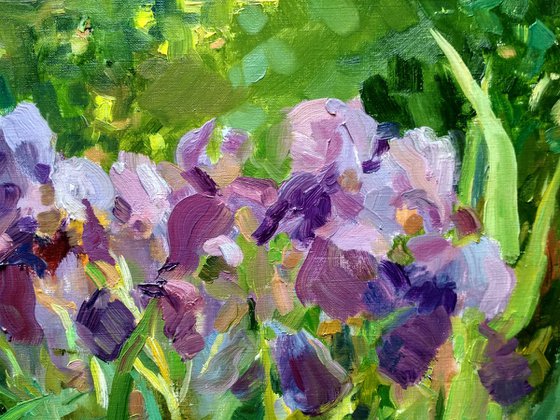 Irises