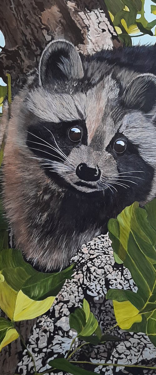 Luis the Raccoon by Anne Shaughnessy