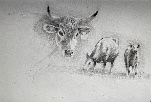 The shorthorn and her 2 friends…. by Paul Mitchell