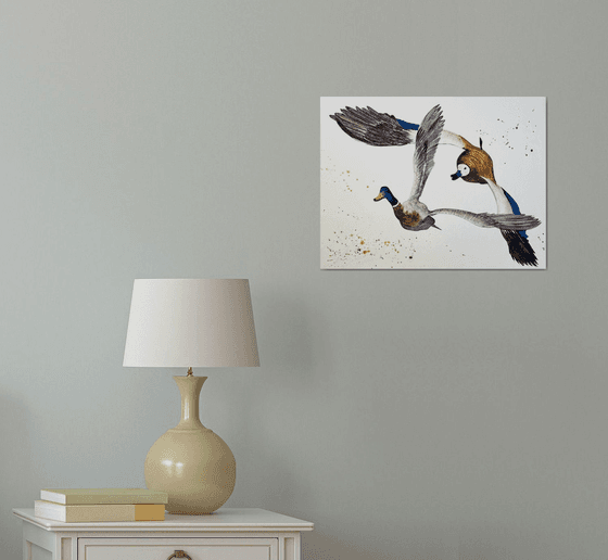 A pair of wild ducks in flight