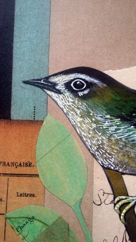 North Island Bush Wren
