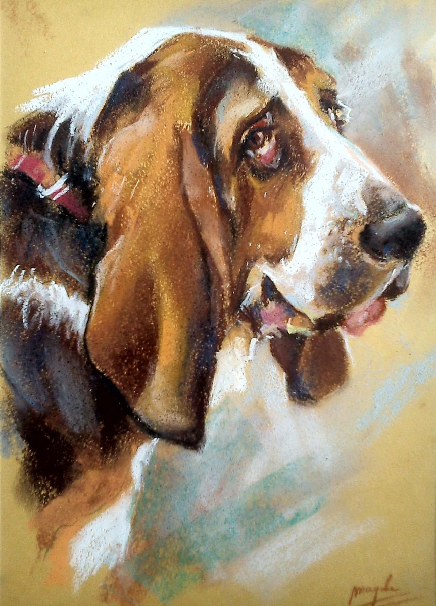 Basset hound by Magdalena Palega