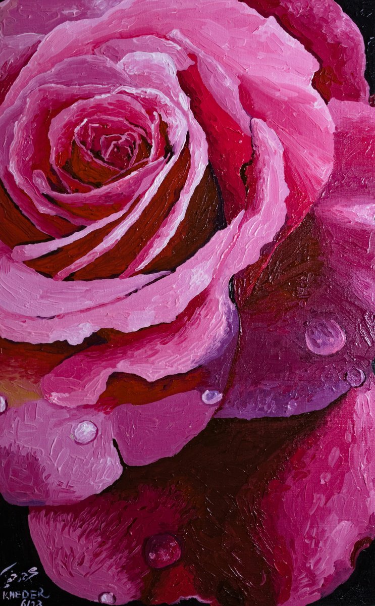Pink Rose Close Up by Kheder